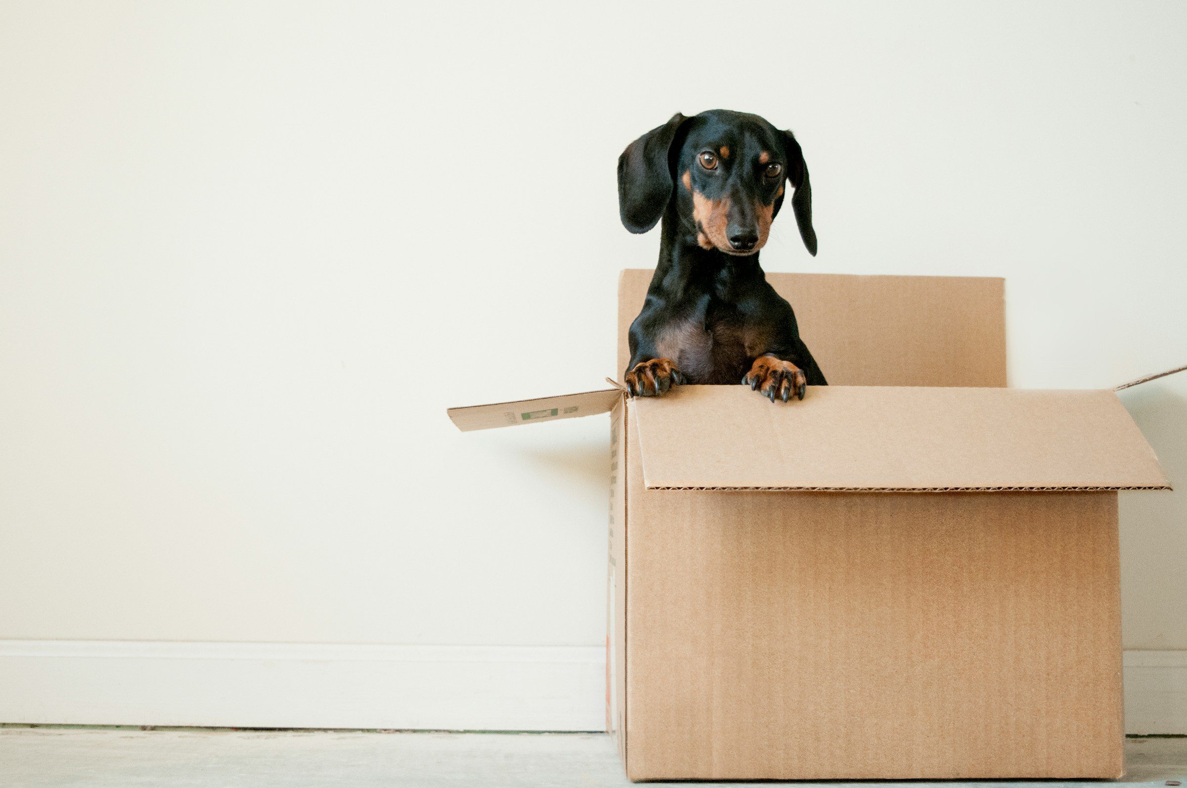 Dog sits in moving box ready to move to new location to set up a Colby & Gale fuel delivery address.
