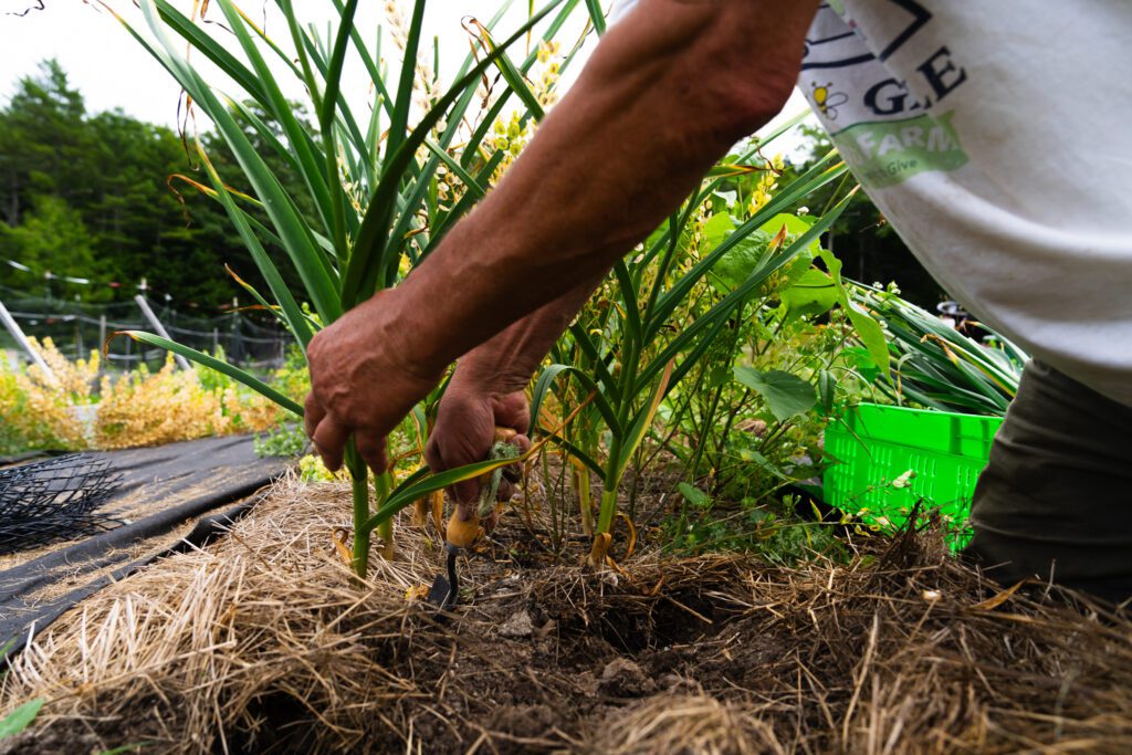 Hands with a trowel digging up garlic planted in the ground.