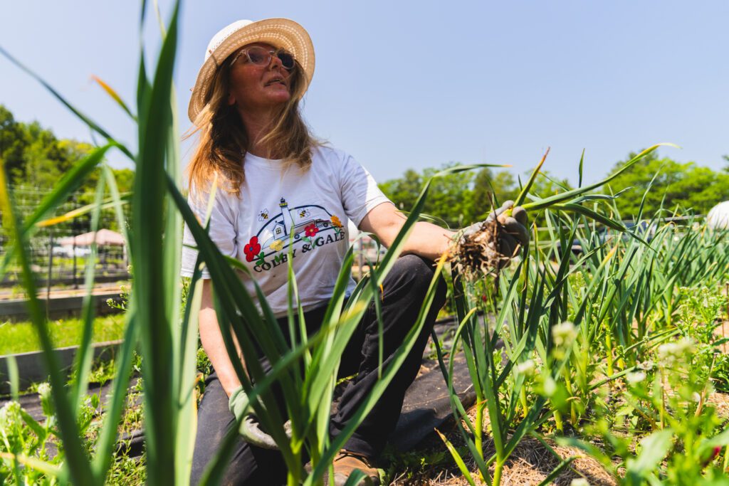 Julie Kuhn holding garlic in her hands working in vegetable garden bed.