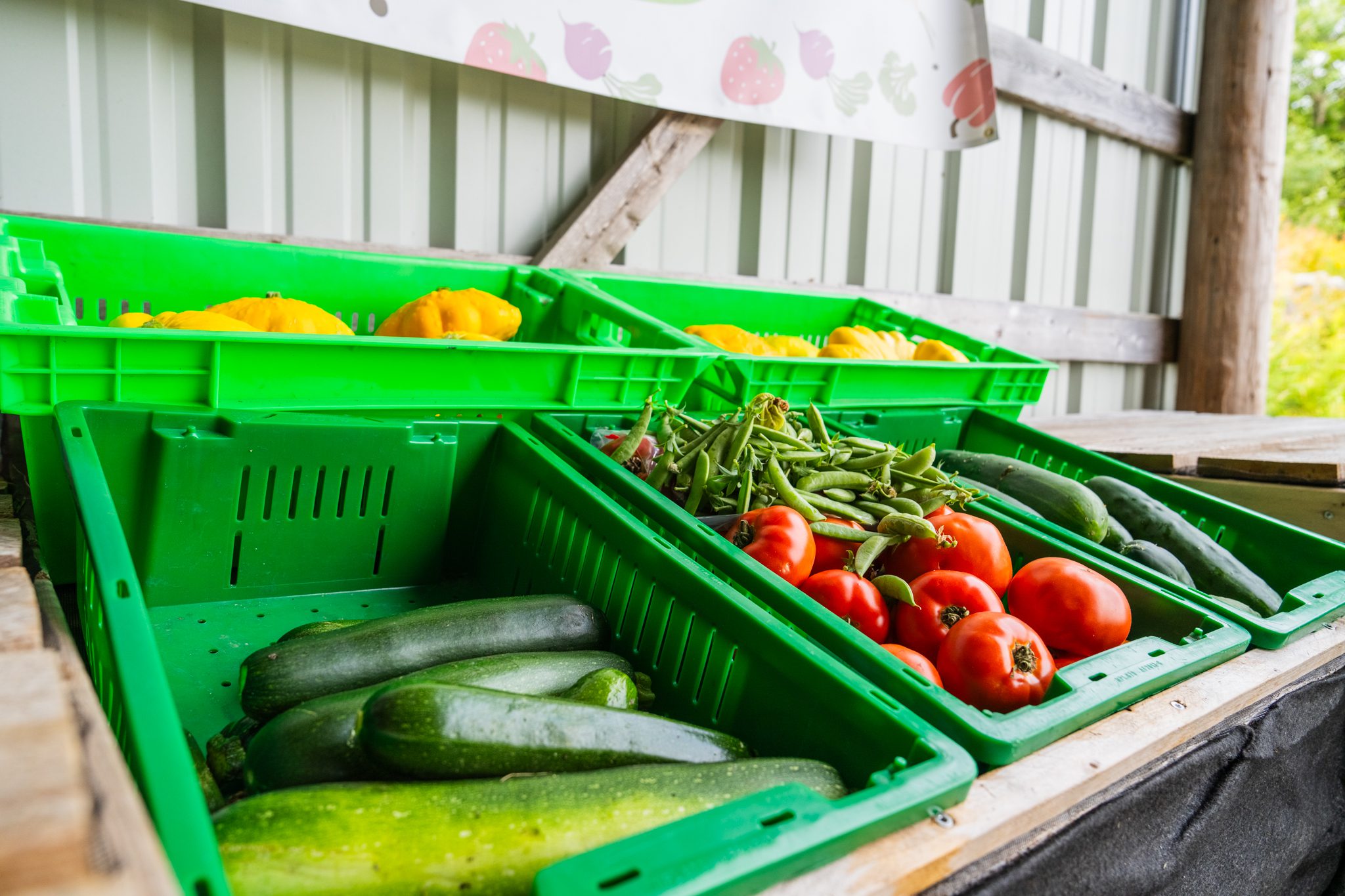Close up of fresh zucchini, tomatoes, cucumbers. and patty pan squashes vegetables sitting in bin. 